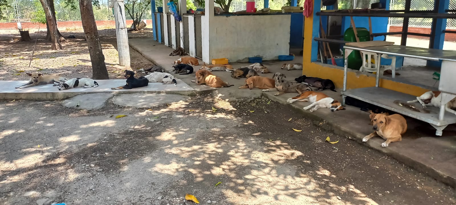 Animales del refugio