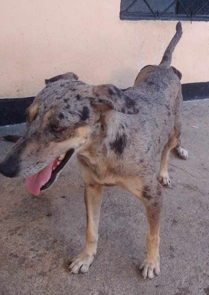 Imagen de la mascota