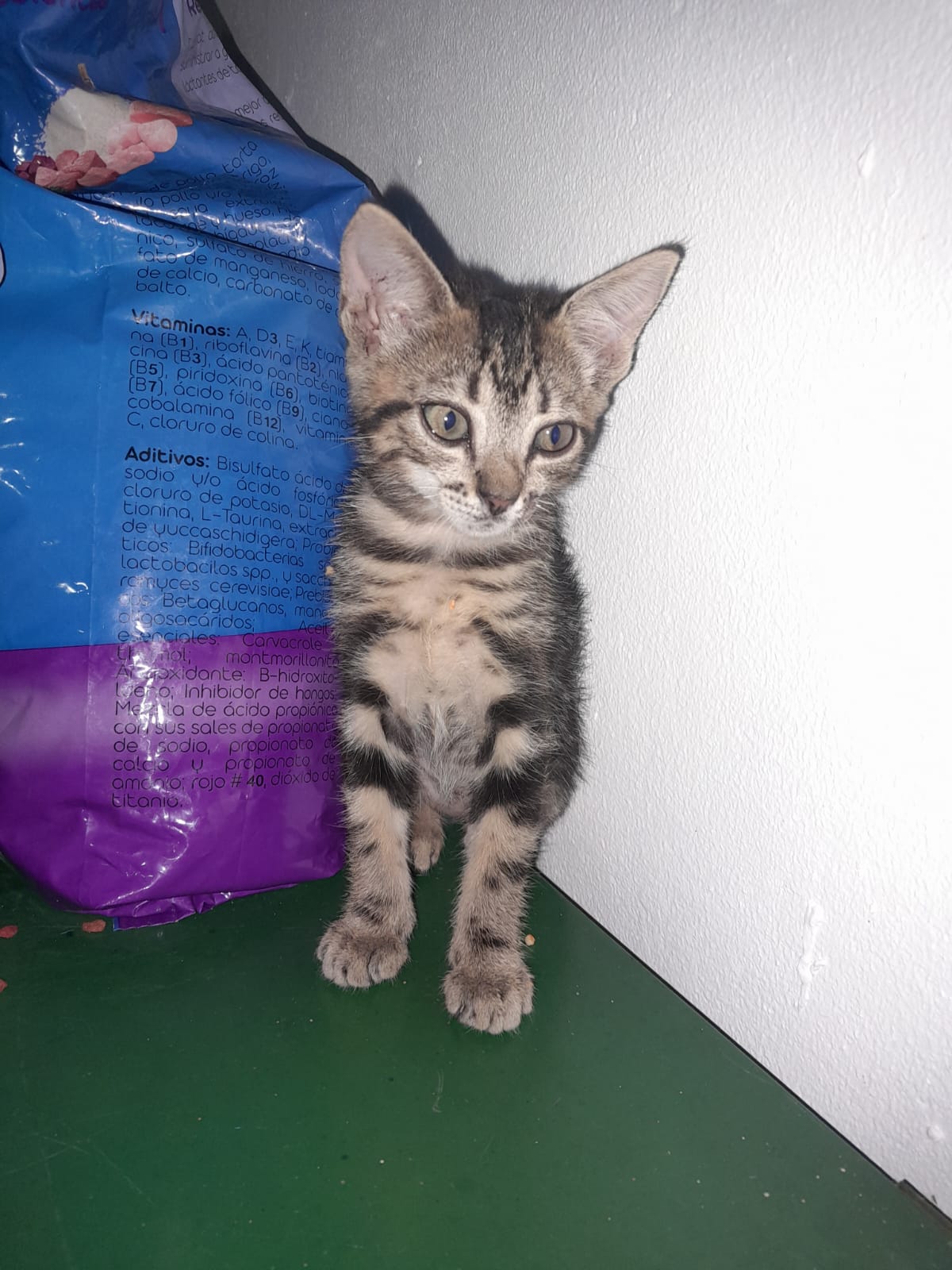 Imagen de la mascota