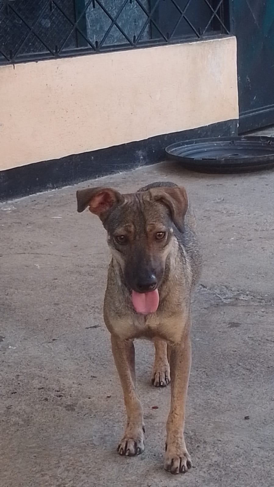 Imagen de la mascota