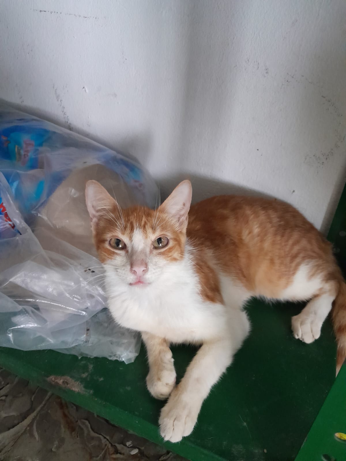 Imagen de la mascota